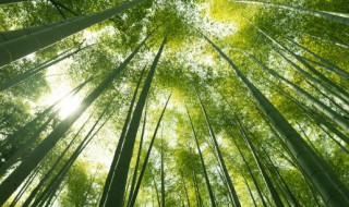 竹子象征意义（荷花和竹子象征意义）