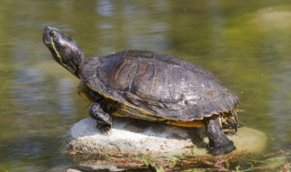 乌龟喂食多少量合适几天喂一次（乌龟喂食多少量合适几天喂一次啊）