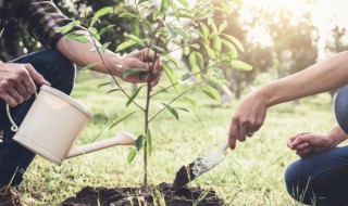 发财树小苗多久能长出大树 发财树小苗能长大吗