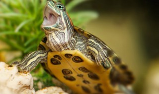 梦见捡甲鱼有什么预兆 梦见捡了很多甲鱼什么意思