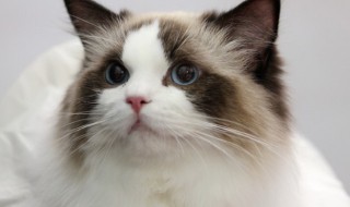 女人梦见很多猫是什么预兆 女人梦见很多猫是什么意思