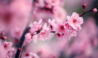 红梅的象征意义是什么 红梅花象征着什么意义