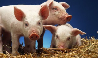 千古风流什么生肖（千古风流人物什么生肖）