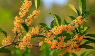 桂花的花蕊是什么颜色的 桂花的花蕊是什么颜色?