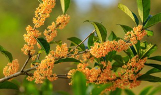 盆栽桂花什么时节剪枝好 桂花什么季节修剪好