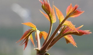 香椿树什么季节剪枝好（香椿树什么季节修剪）