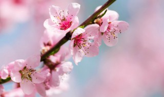 桃花的花蕊长什么样（桃花的花蕊有多长）