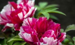 完全花的花蕊生长状况是什么（花蕊的生长过程）