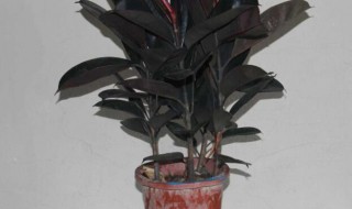 橡皮树几月份能插枝（橡皮树什么时候剪枝后能插活）