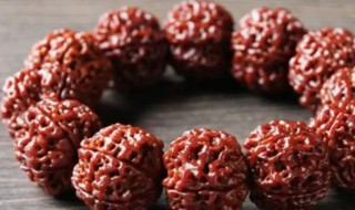 金刚菩提怎么看是几瓣 金刚菩提几瓣的含义