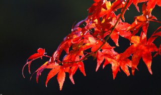 枫叶在什么季节落叶（枫叶一般在什么时候落叶）