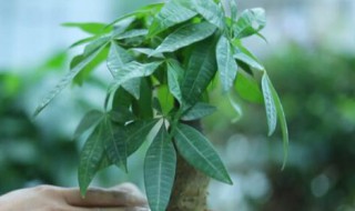 发财树冬天如何施肥浇水（发财树冬天要不要施肥）