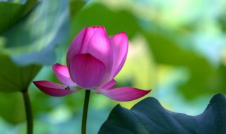 西湖什么季节有荷花 西湖荷花什么时候开的最好