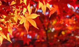 枫叶红了是什么季节(枫叶红时是什么季节)
