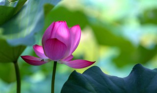 荷叶是什么季节的（荷叶是什么季节的场景）