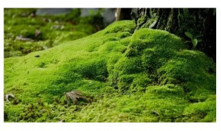 苔藓属于不开花植物吗（苔藓是不开花植物吗）