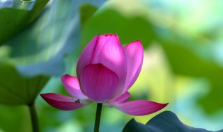 荷花什么季节开放 荷花什么季节开放时间