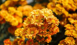 菊花属于什么植物（菊花属于什么植物科）