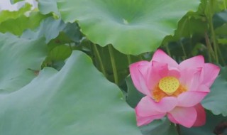 荷花是哪个季节开(荷花是哪个季节开的夏天)