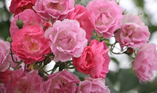 蔷薇花的花蕊什么颜色（蔷薇花的颜色和形状）