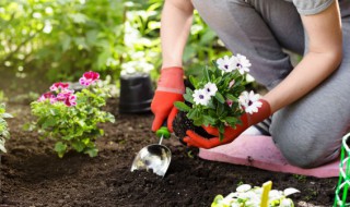 植物属于生物吗（植物属于什么生物）