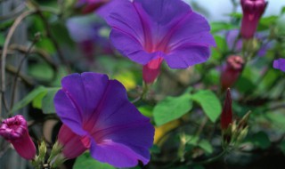 牵牛花属于什么科植物（牵牛花属于什么花科）