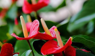 红掌属于什么科的植物（红掌是什么科植物）