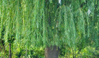 柳树属于什么植物类别(柳树的植物学分类)