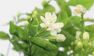 茉莉开花后如何剪枝 茉莉花开完花用剪枝吗