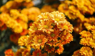 棉花月季花菊花梅花哪个是不同类（梅花菊花月季花红花哪个不是同一类）