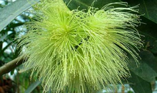 属于桃金娘科的植物有哪些 来源于桃金娘科植物