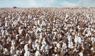 棉花属于什么类植物（棉花属于什么子叶植物）