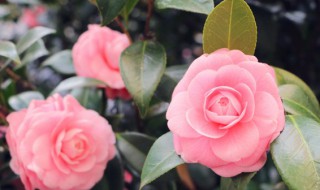 茶树属于什么科植物 茶树属于什么科