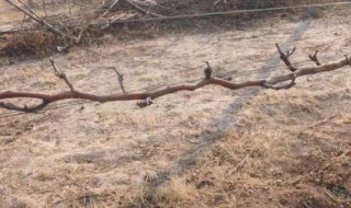 葡萄树枝干了还能活吗 葡萄树苗是干树枝能活吗