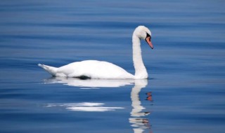 天鹅代表什么象征意义 天鹅的象征