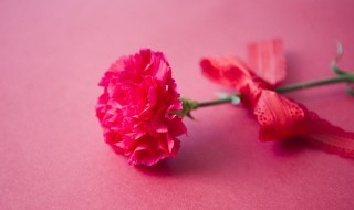 康乃馨的意义象征是什么 康乃馨具有什么象征意义
