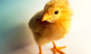 梦见好多小鸡什么预兆（梦见有很多小鸡是什么意思）