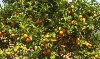 桔子树什么时候发芽（桔子树什么时候发芽开花结果）
