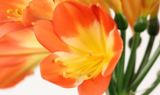 君子兰叶子可以剪掉吗（君子兰叶子能不能剪掉）