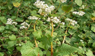 苦荞属于什么科的植物（苦荞是什么东西苦荞是什么植物）