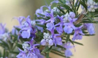 迷迭香的象征意义是什么呢（迷迭香的寓意和象征）