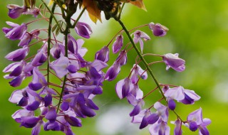 紫藤什么时候剪枝（紫藤什么时候修剪）