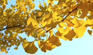 杏树落叶说明生物具有什么特征（杏树能开花结果说明了生物的什么特征）