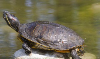 乌龟多久喂食一次 乌龟到底多久喂一次