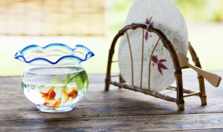 金鱼多久喂一次 金鱼多久喂一次食换一次水