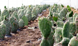 为什么仙人掌不用浇水(为什么仙人掌不用浇水也能活类似句子)