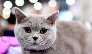 宠物能上飞机吗 宠物能上飞机吗现在