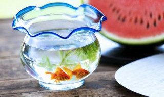 凤尾鱼幼崽多久喂一次（凤尾鱼崽几天喂一次）