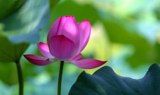 荷花有什么寓意象征意义 荷花的象征与寓意