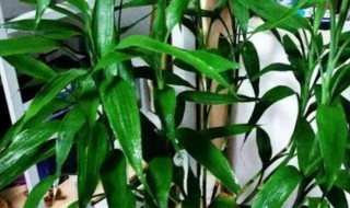 水竹子怎么养（观赏水竹子怎么养）